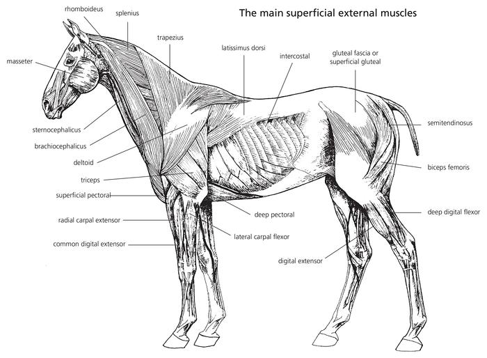 Simple Facts About the Superficial Muscles Body muscles are responsible for - photo 4