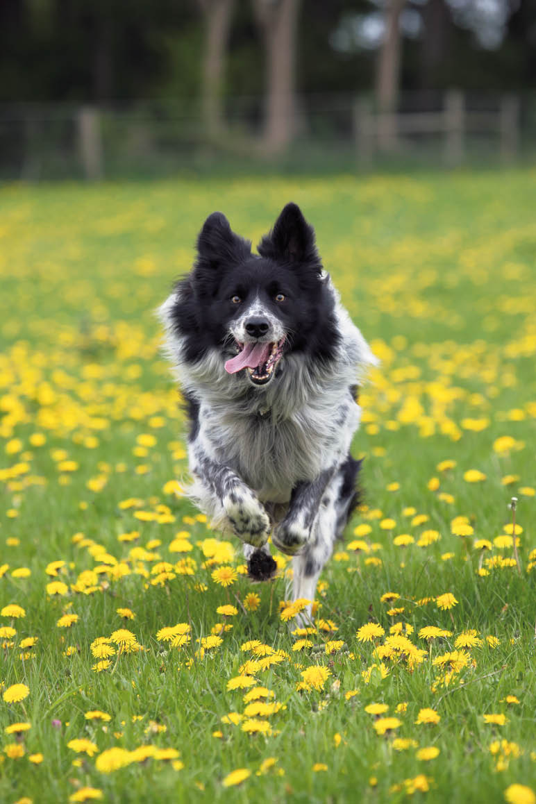 An off-lead romp provides your dog with mental and emotional as well as - photo 3