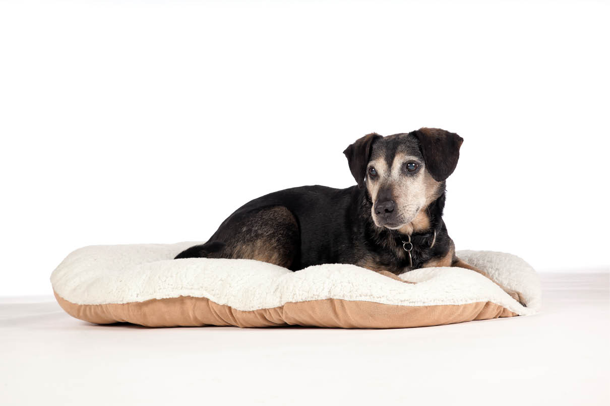 Relaxing at home may be more important for your dog as he ages although he - photo 4