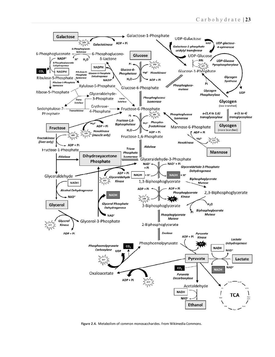 Essentials of Exercise Sport Nutrition Science to Practice - photo 42