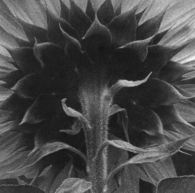 Sunflower Facing the Sun Poems by Greg Pape University of Iowa Press - photo 2