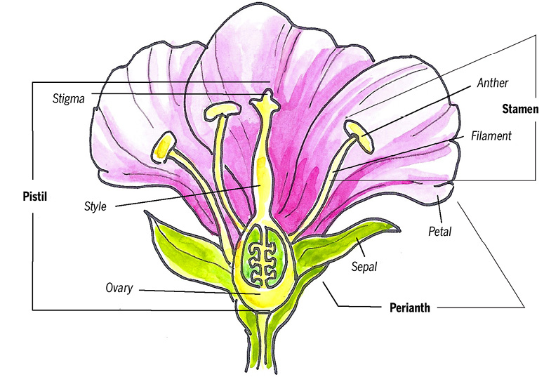 A perfect flower is one that has both male and female reproductive structures - photo 6