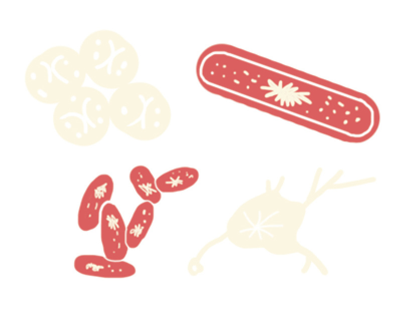 ARCHAEA A single-celled organisms with no cell nucleolus and a slightly - photo 10