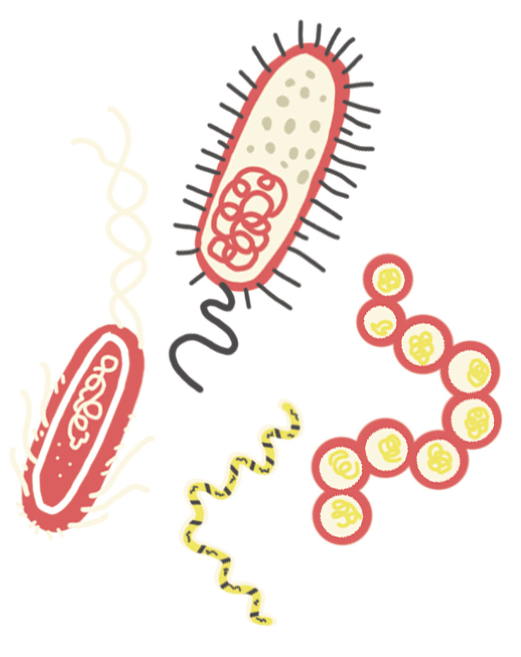 BACTERIA A type of single-celled microscopic organism found everywhere They - photo 12