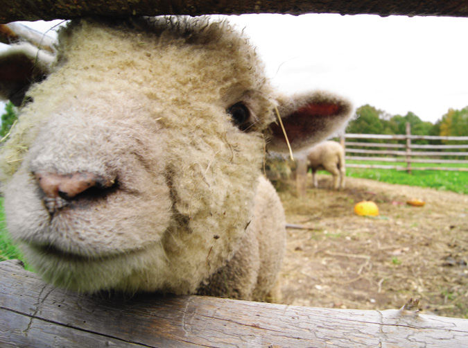 Animals are a charming attraction at Ross Farm a living farm musem in rural - photo 2