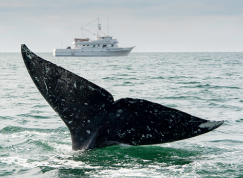 The identity of the worlds first real whale watcher has been lost in the mists - photo 4