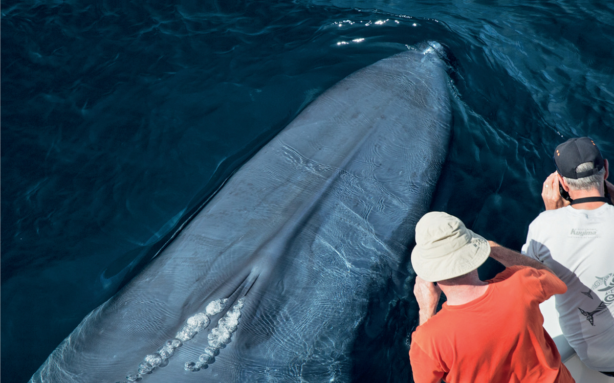 An exceptionally close encounter with a gargantuan Blue Whale Its not - photo 5