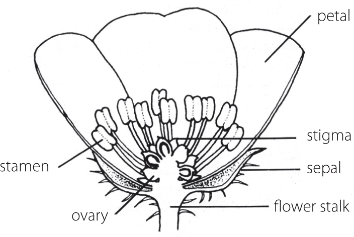 Flowers are usually the most obvious feature of these plants and provide the - photo 3