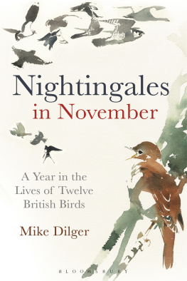 Dilger Nightingales in November