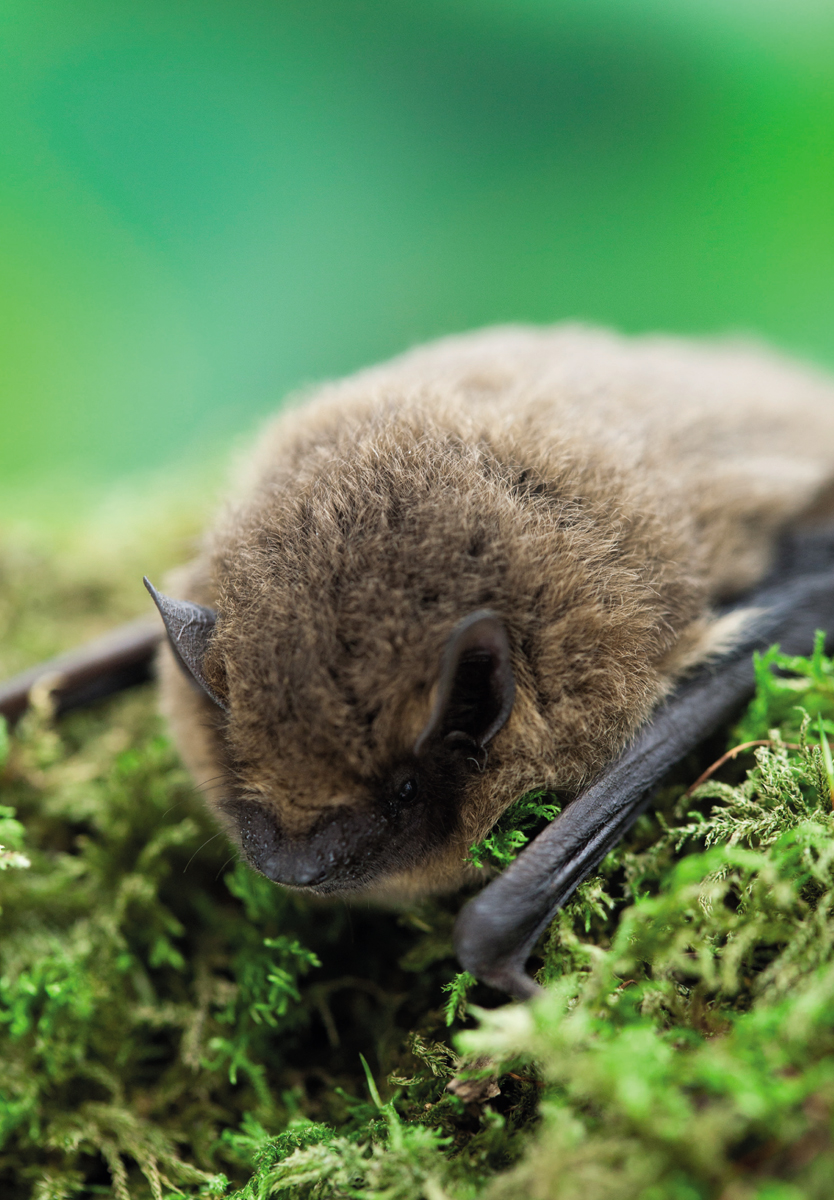 The Common Pipistrelle was believed to be the smallest of the 17 bat species - photo 5