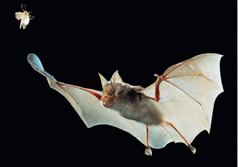 Greater Horseshoe Bat in typical slow fluttering flight using echolocation - photo 6