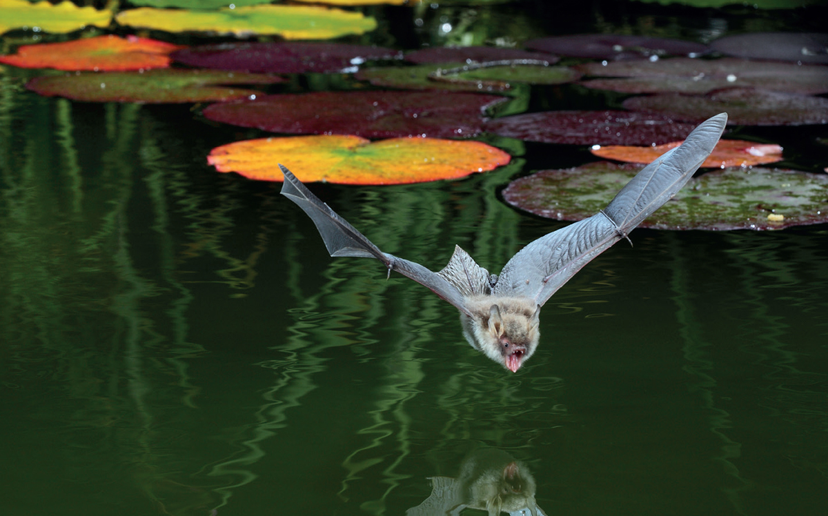 Bats can drink while they are flying this Natterers Bat is about to take a sip - photo 8