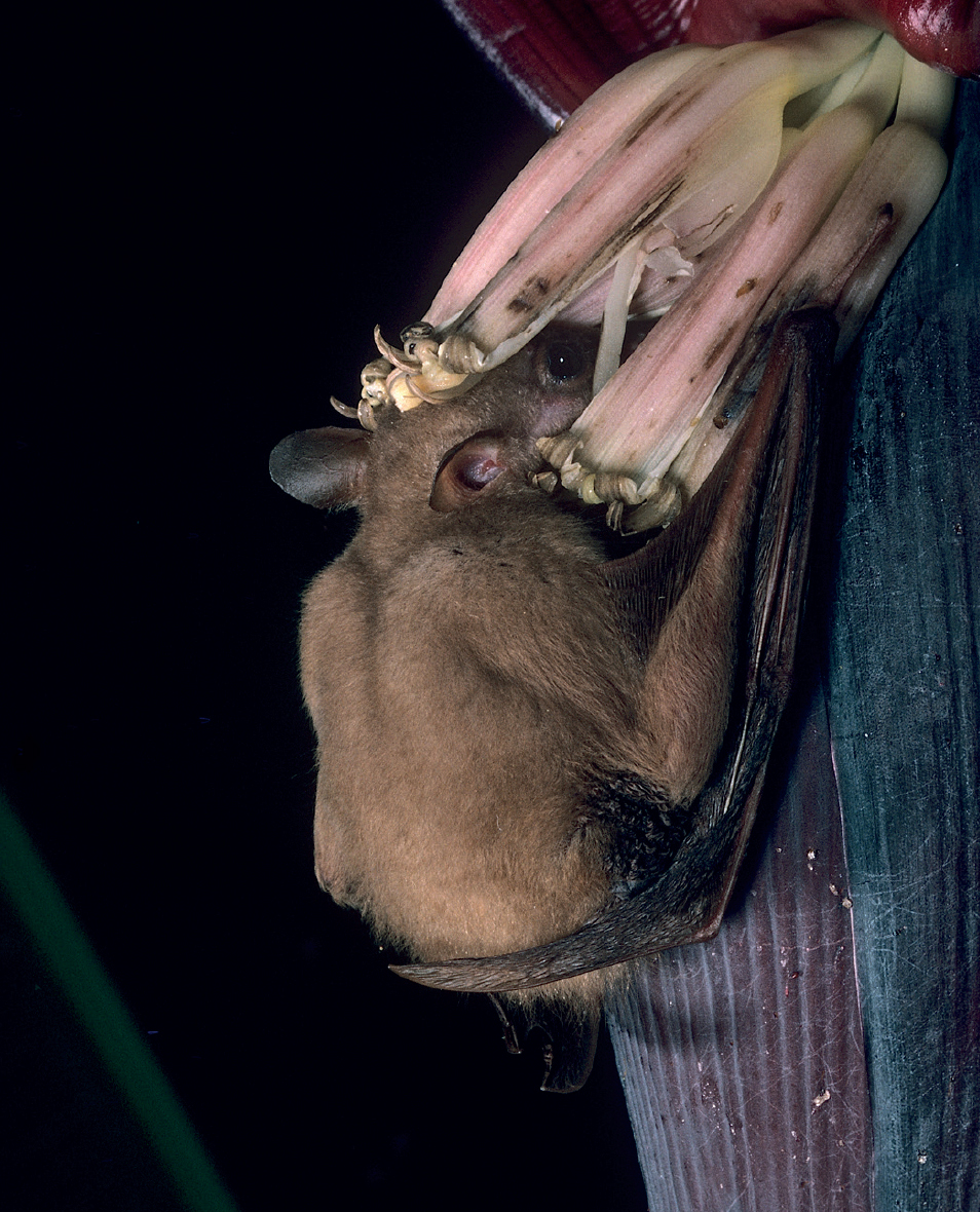 Some bats use their sense of smell to find food Here a Common Blossom Bat the - photo 9