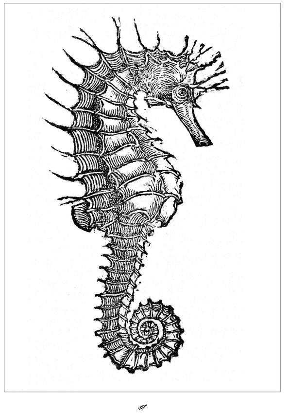 Seahorse woodcut from Guillaume Rondelets 16th century Libri de Piscibus - photo 2