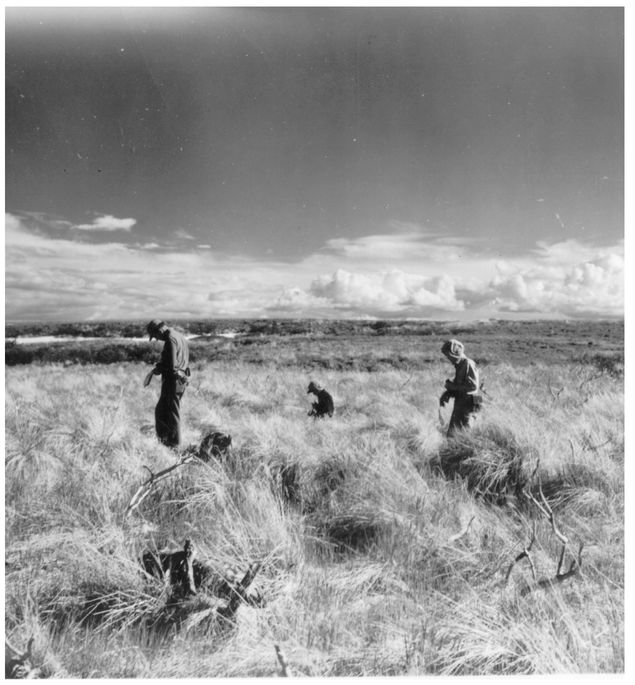 Hopkins 1948 field crew amid grassy hummocks and dead willow near Imuruk Lake - photo 2