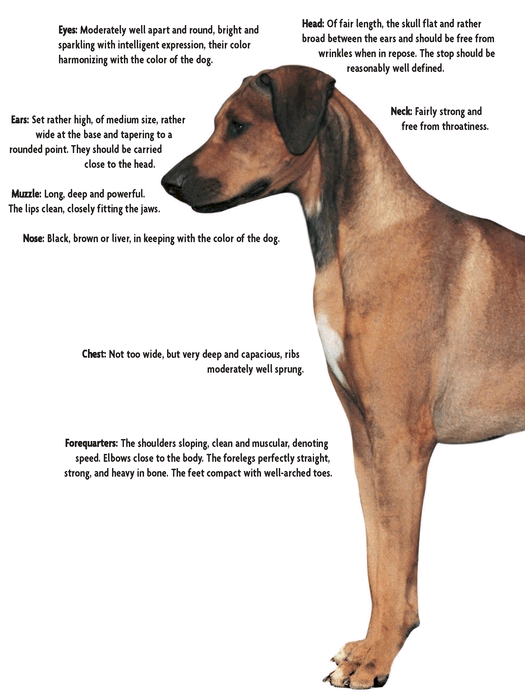 Rhodesian Ridgeback - photo 3