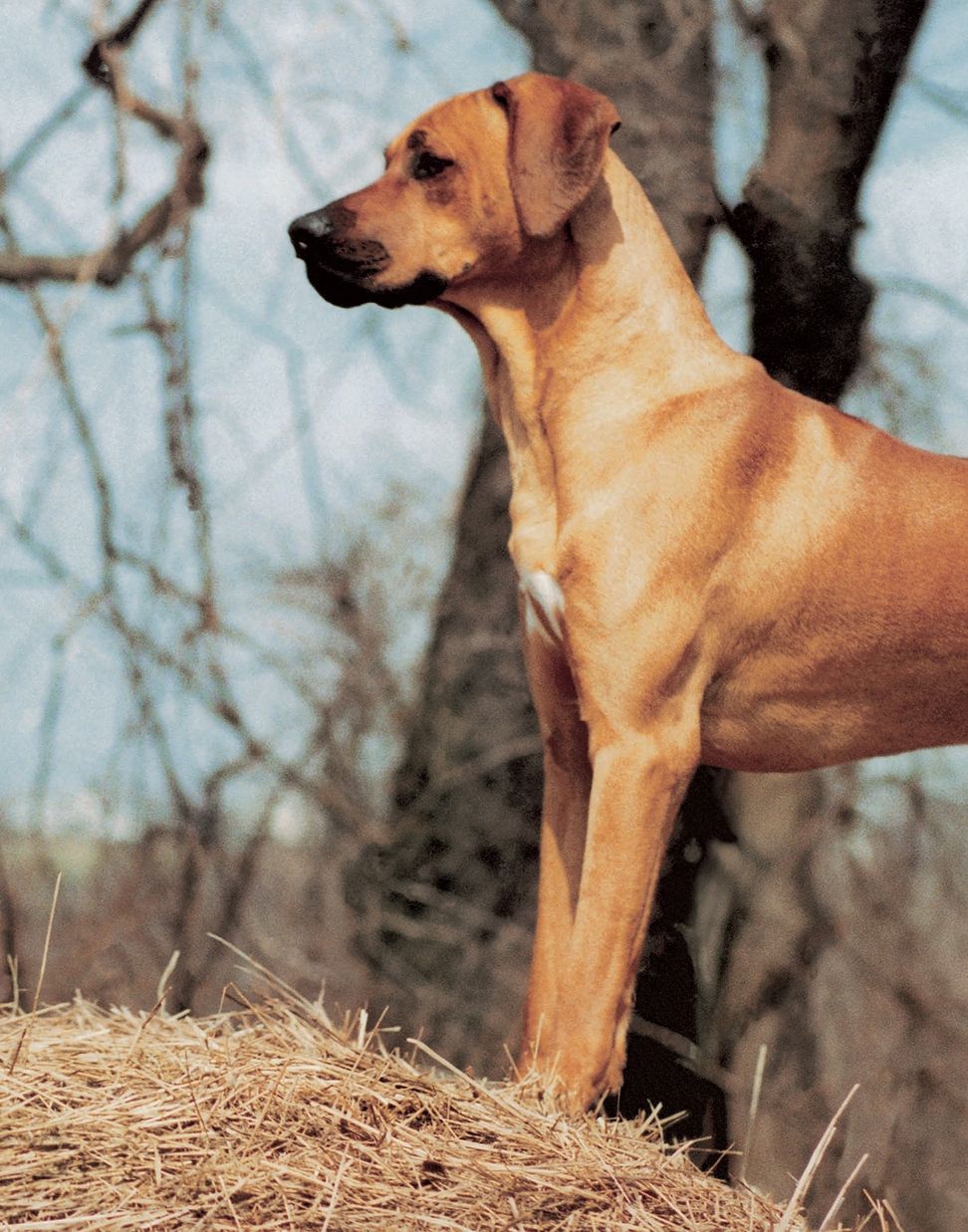 The Rhodesian Ridgeback is a wonderful pet hunting and working dog steeped in - photo 5