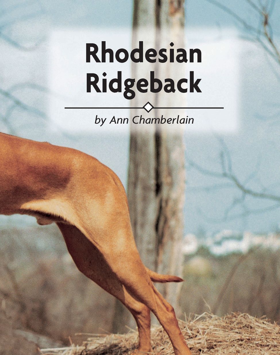 The Rhodesian Ridgeback is a wonderful pet hunting and working dog steeped in - photo 6