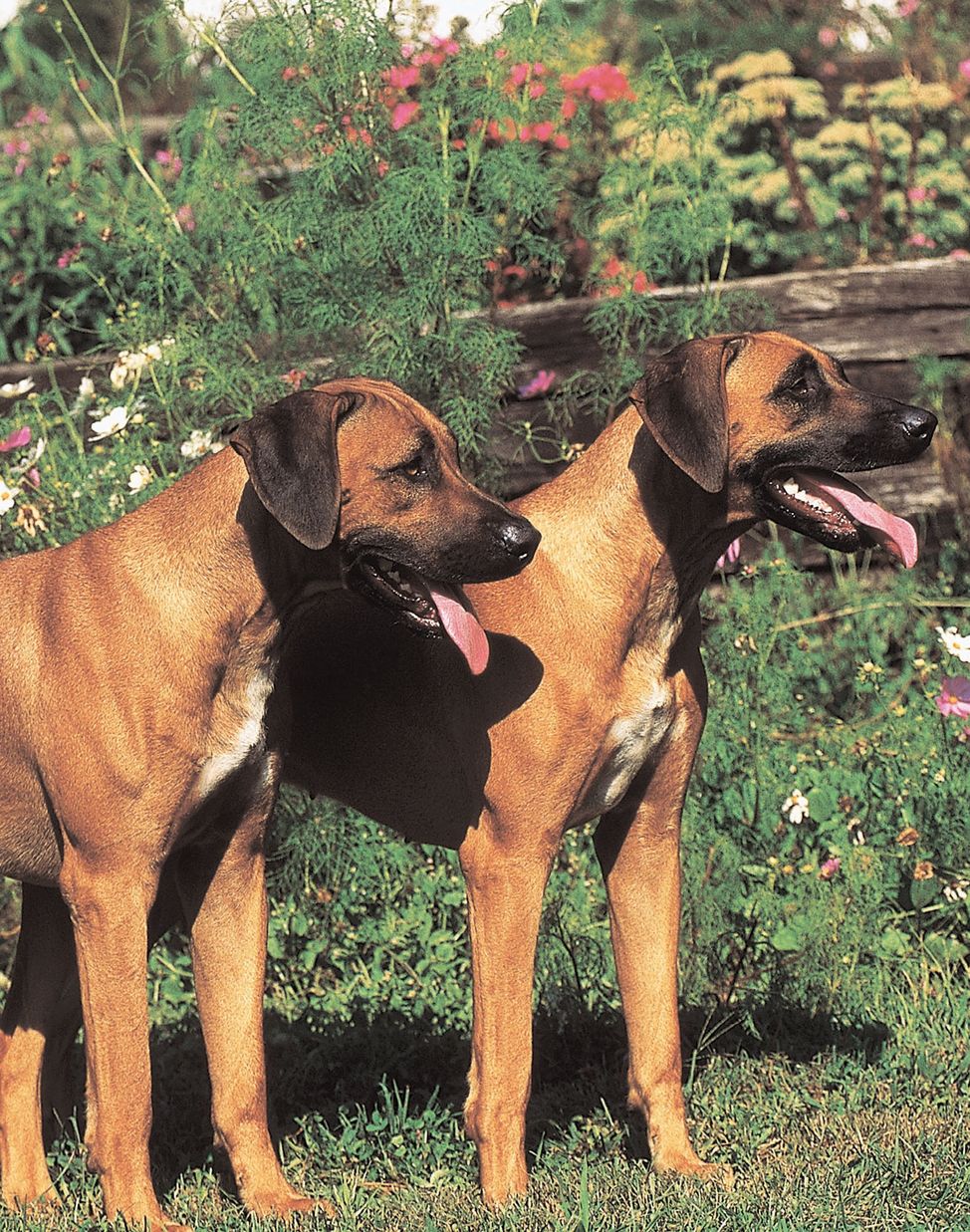 The Rhodesian Ridgeback is a wonderful pet hunting and working dog steeped in - photo 7