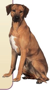 As a general rule the quality of Rhodesian Ridgebacks is fairly uniform except - photo 8