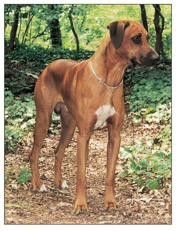 As a general rule the quality of Rhodesian Ridgebacks is fairly uniform except - photo 9