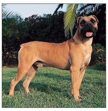 The South African Boerboel like the Rhodesian Ridgeback comes from southern - photo 10