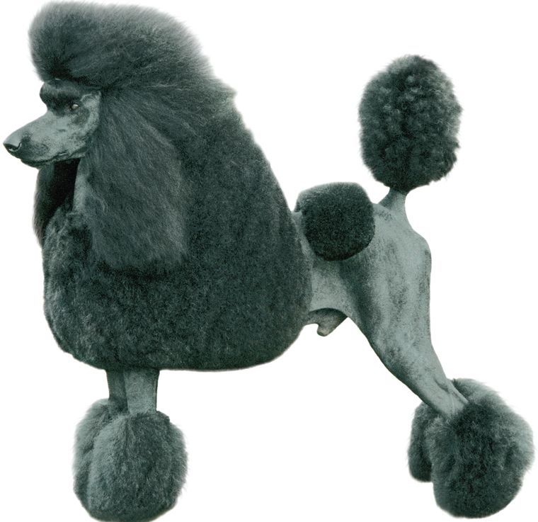 Physical Characteristics of the Poodle from the American Kennel Club breed - photo 3