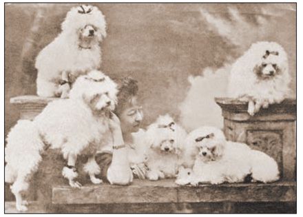 When the Miniature Poodle eventually emerged in all three countries it proved - photo 7