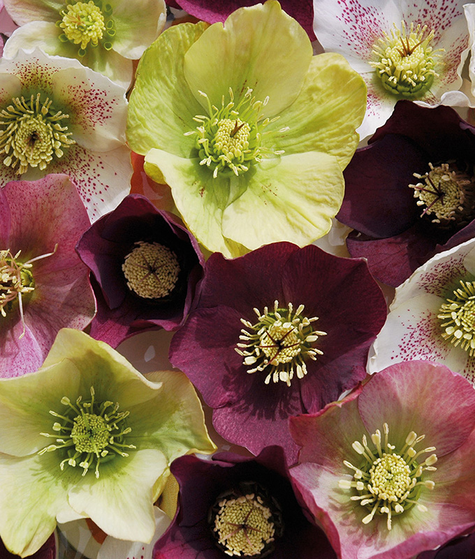 Lenten rose Helleborus hybridus is not just another pretty face in the - photo 3