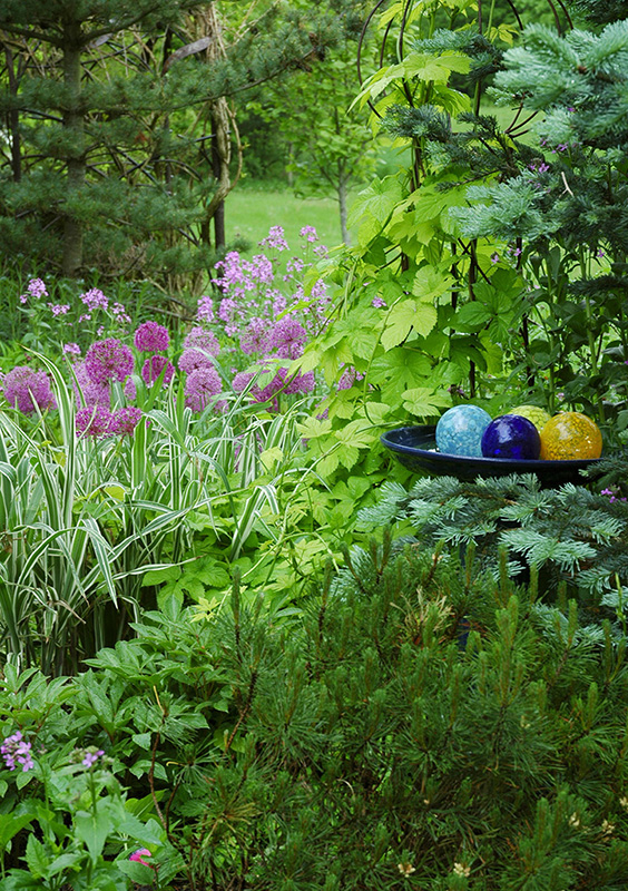 Spring at Hiddenhaven means fresh new growth on conifers and perennials - photo 4