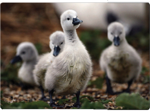 Cygnets baby swans walk in the rain at Abbotsbury Swannery in Weymouth - photo 7