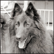 Meet the black longhaired variety of the Belgian shepherd dog known as the - photo 2