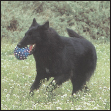 Understand the talents of the Belgian Sheepdog that make the breed so versatile - photo 3