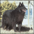 Learn the requirements of a well-bred Belgian Sheepdog by studying the - photo 4