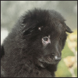 Find out how to locate a well-bred Belgian Sheepdog puppy Discover which - photo 5