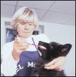 By Lowell Ackerman DVM DACVD Become your dogs healthcare advocate and a - photo 8