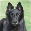 Know when to consider your Belgian Sheepdog a senior and what special needs he - photo 9