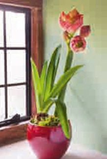 Houseplants Plants to add style and glamour to your home Contents - photo 2