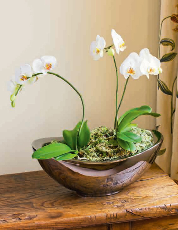 Houseplants Plants to add style and glamour to your home Contents - photo 3