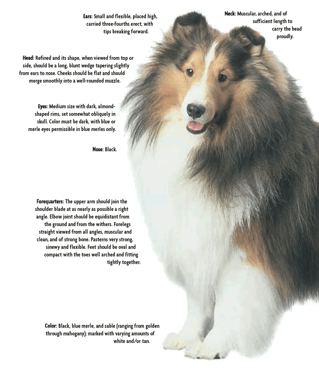 Shetland Sheepdog - photo 3