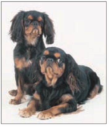 The black-and-tan King Charles Spaniel has been associated in folk legend with - photo 8