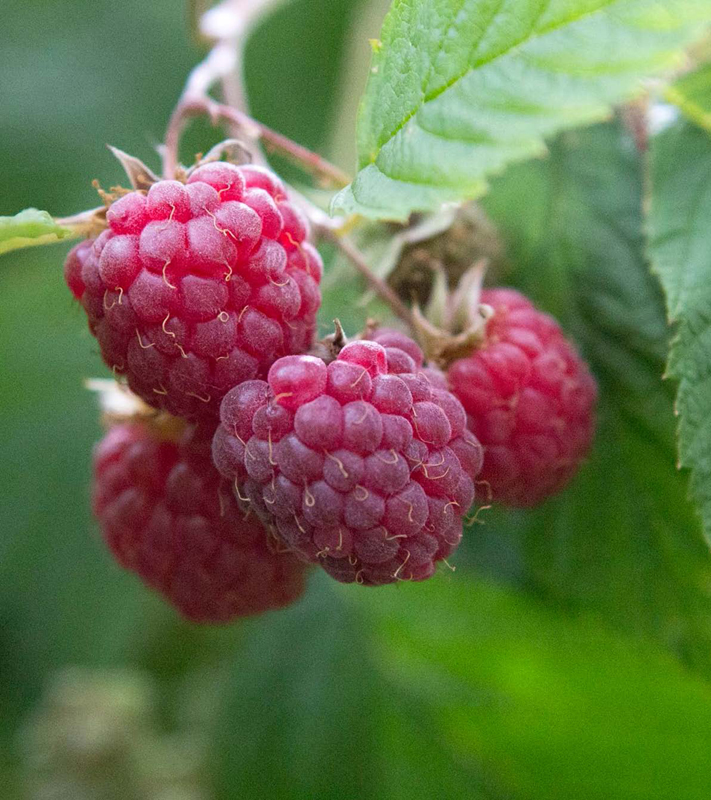 homegrown BERRIES Successfully Grow Your Own Strawberries Raspberries - photo 1