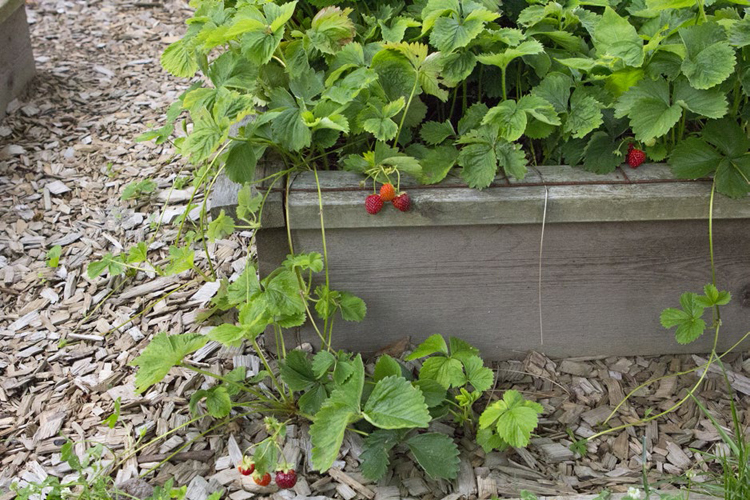 Raising berry crops on a small scale not only yields a tasty harvest it makes - photo 2