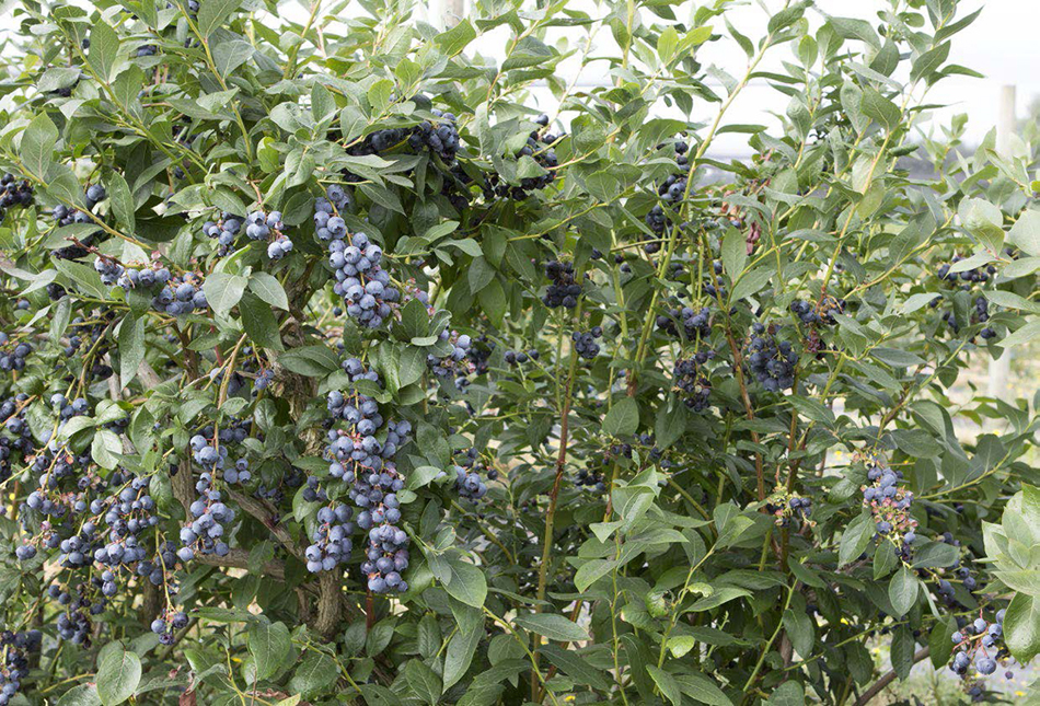 Ripe blueberries are easy and fun to pick Your main competition will be from - photo 3