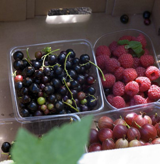 A three-season bounty of homegrown berries can be yours Plant ones youve - photo 4