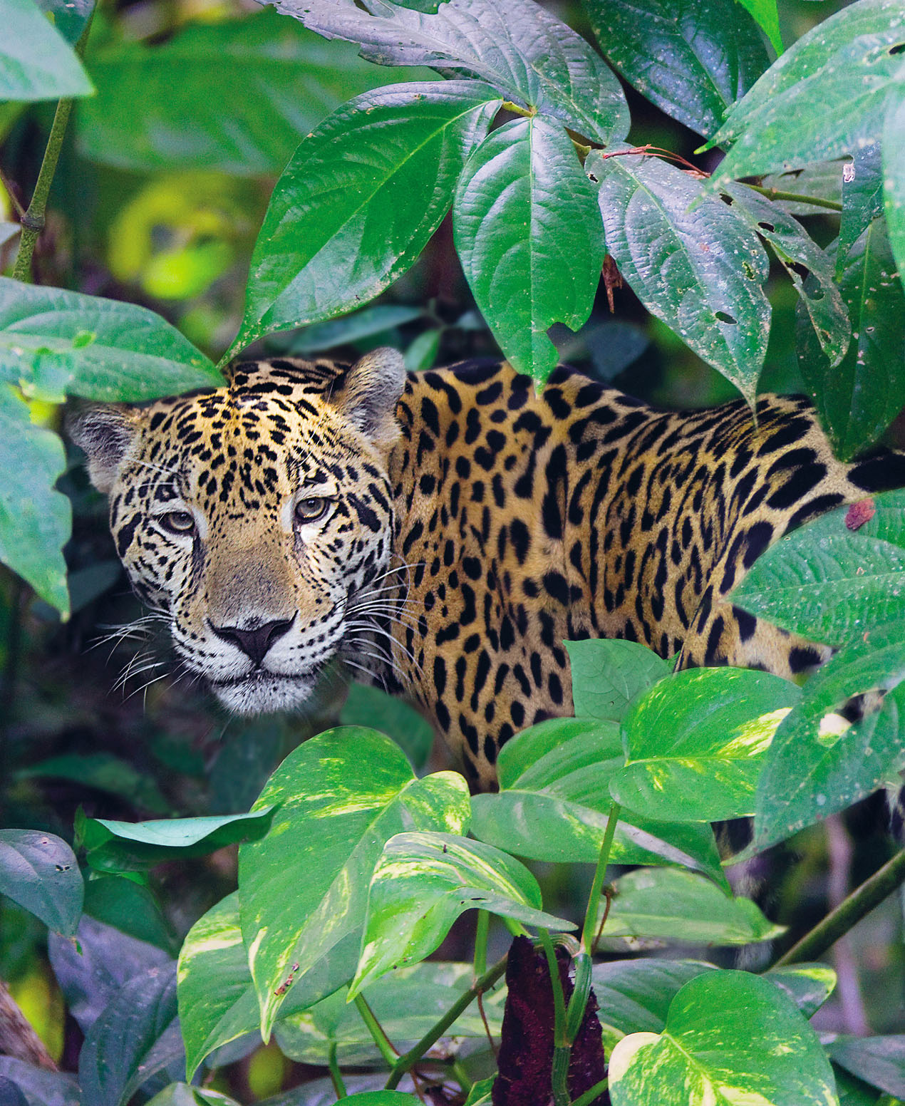 Belizean jaguar KEREN SU GETTY IMAGES Why I Love Belize By Joshua - photo 5