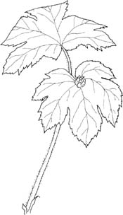 In the wild goldenseal grows in rich shady woods and damp meadows As early - photo 2