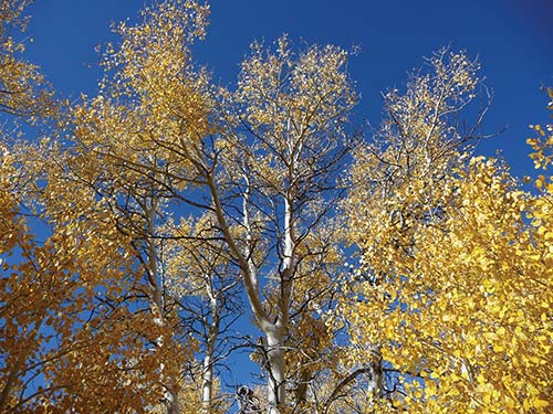 Aspens Spring Tahoes lowest visitation months are April and May even in - photo 14