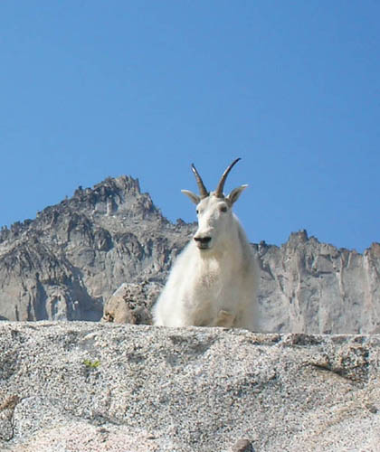 A curious mountain goat at the upper Enchantment Lakes Trip 43 Upper Ice - photo 5