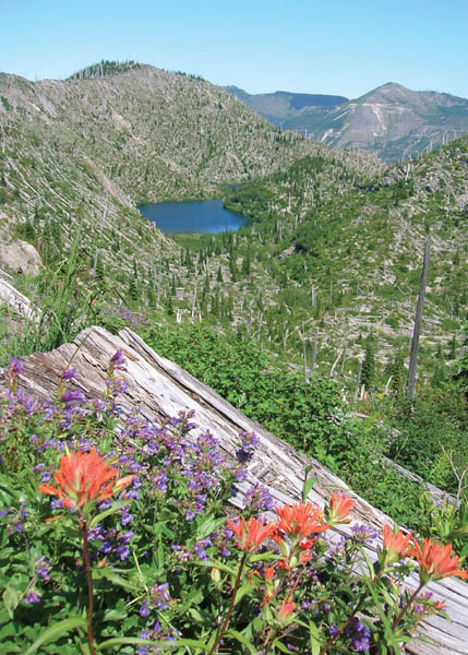 Wildflowers add brilliant color to Mount Saint Helens blast zone Trip 15 - photo 7